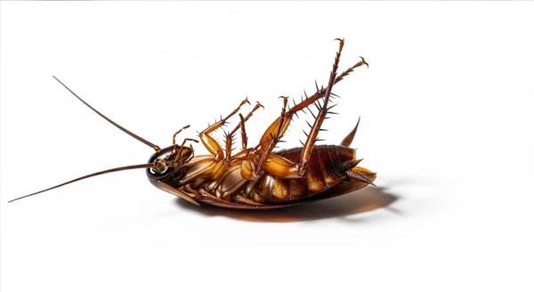 Residential fumigation and indoor treatment